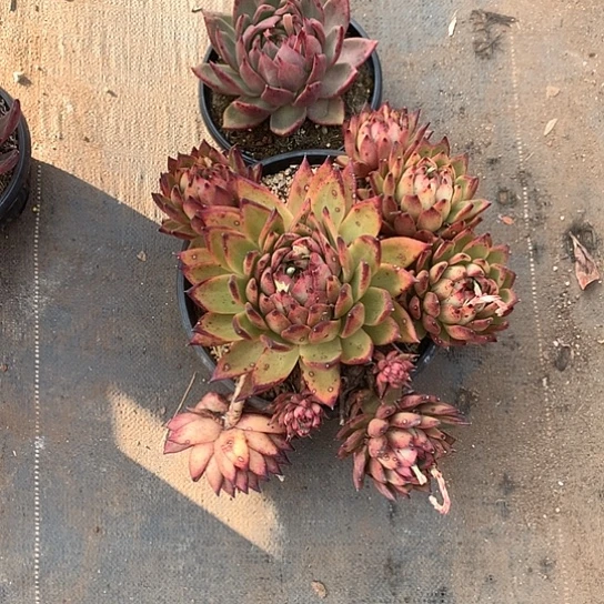 我****?美肉特价活动开始啦