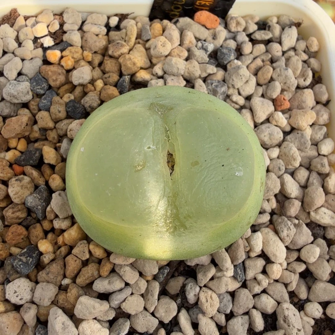 拉登 2.95公分 11-25-L13