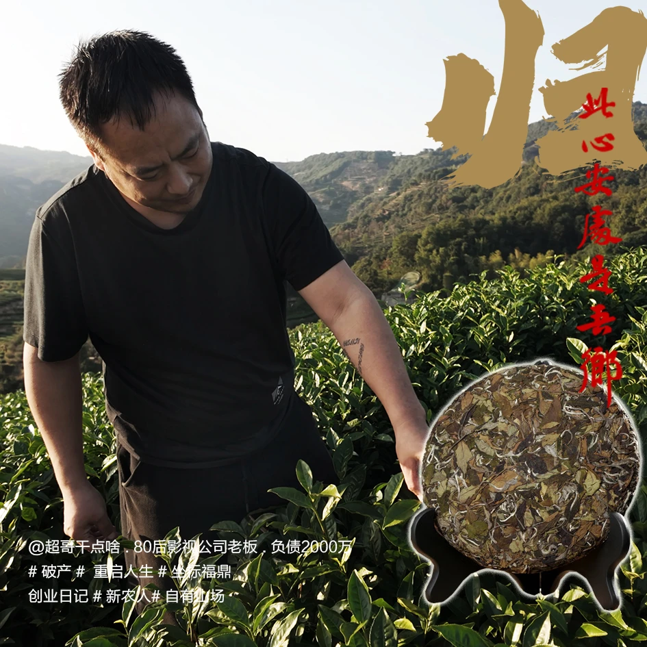 16年正宗福鼎高山老白茶春寿眉茶饼茶叶300g