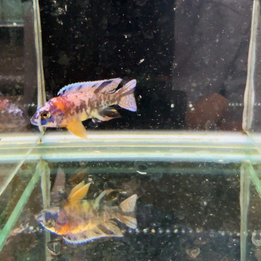 慈鲷834孔雀。