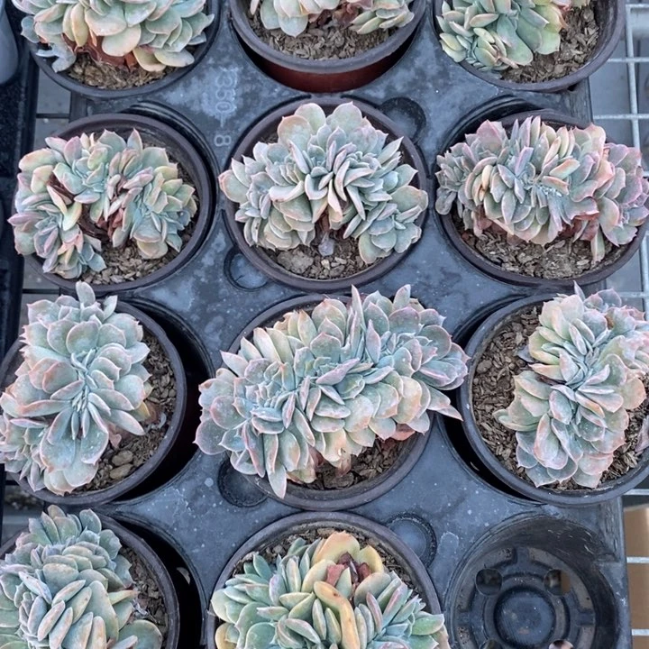 白凤缀化一颗三生三世十里桃花