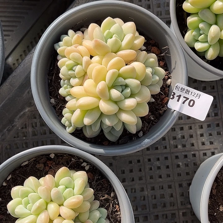 阿雅园艺。      3170泡泡糖