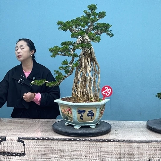 老***默以实际为准精品黄杨盆景