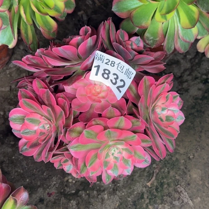 1832女巫多肉植物