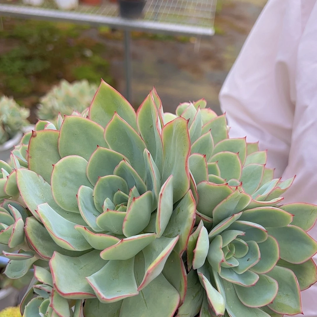 牡丹亭 多头多裙身 精品