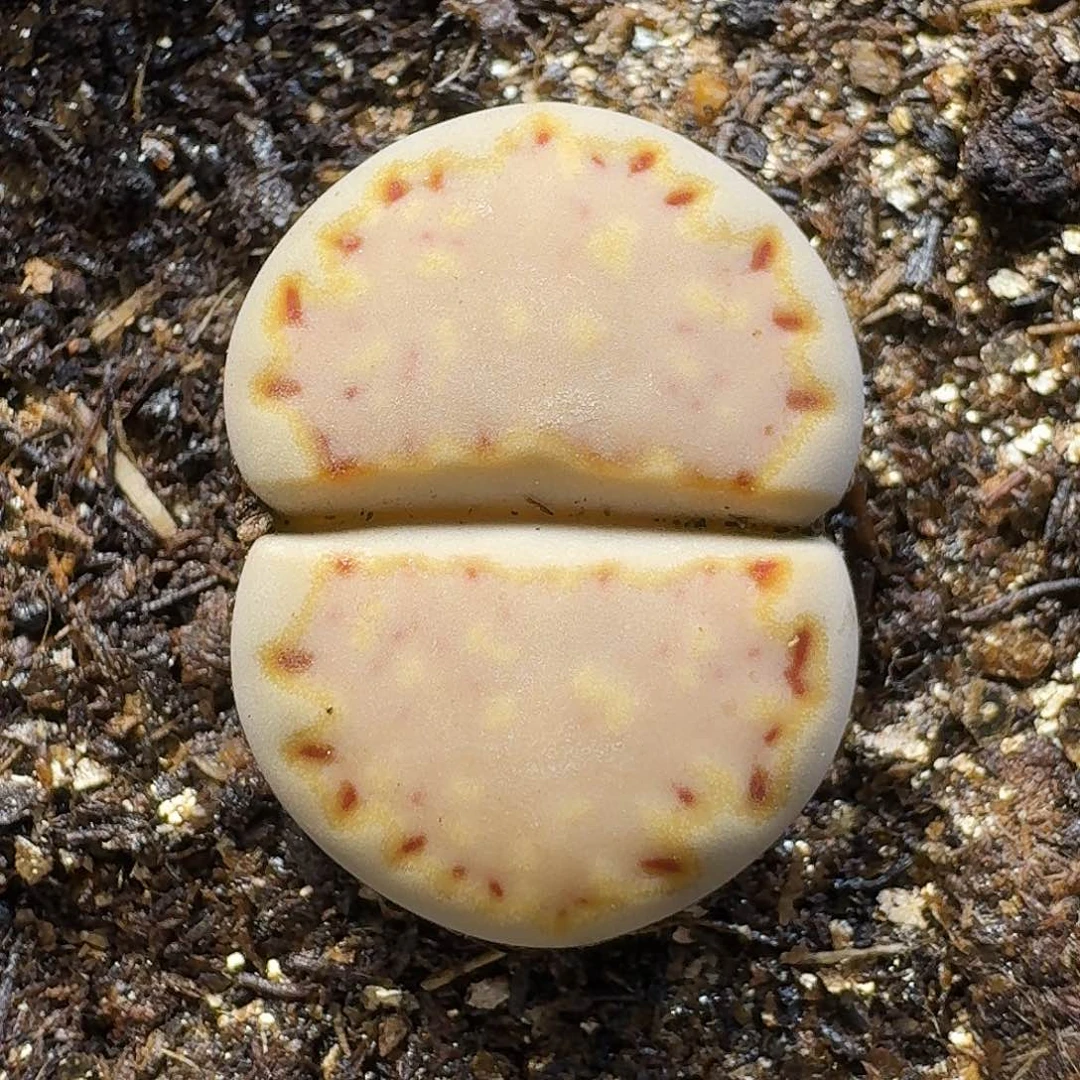 生石花11111。  219
