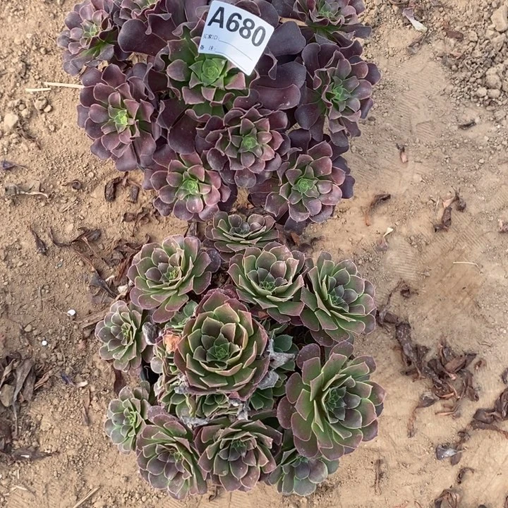 完全开放680组合套餐多肉植物