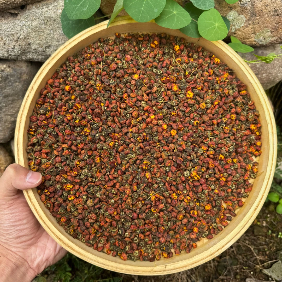 【跑山娃甄选】天山雪胎菊