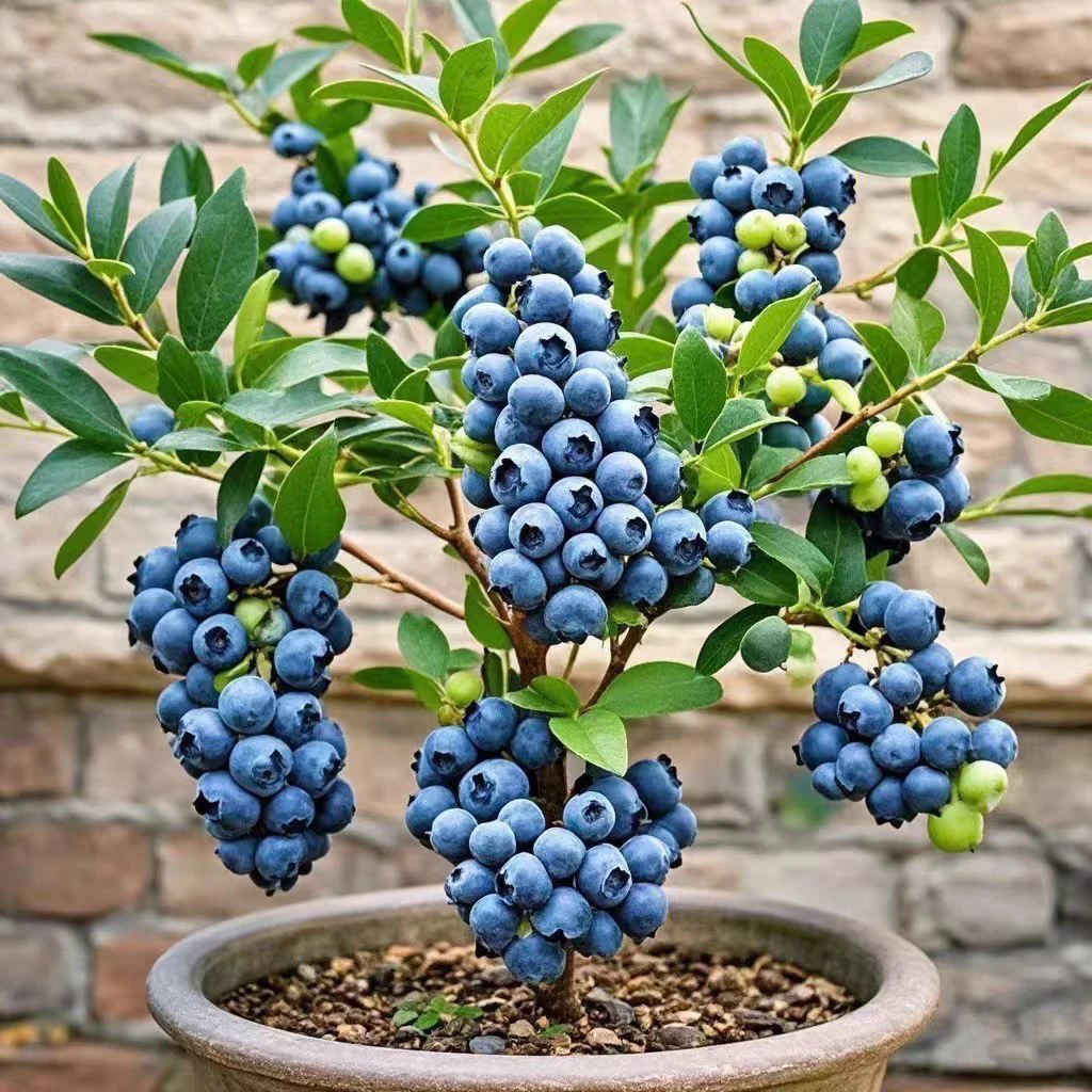 蓝莓苗 盆栽地栽蓝莓树苗 南北方种植耐寒好养