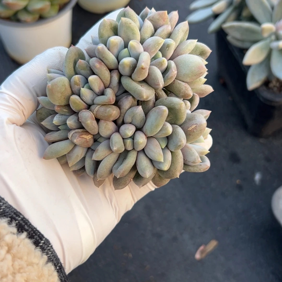 锦***上胖体哥特14个头朵朵多肉植物