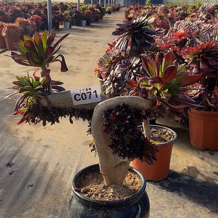 静*多肉法师黑缀071