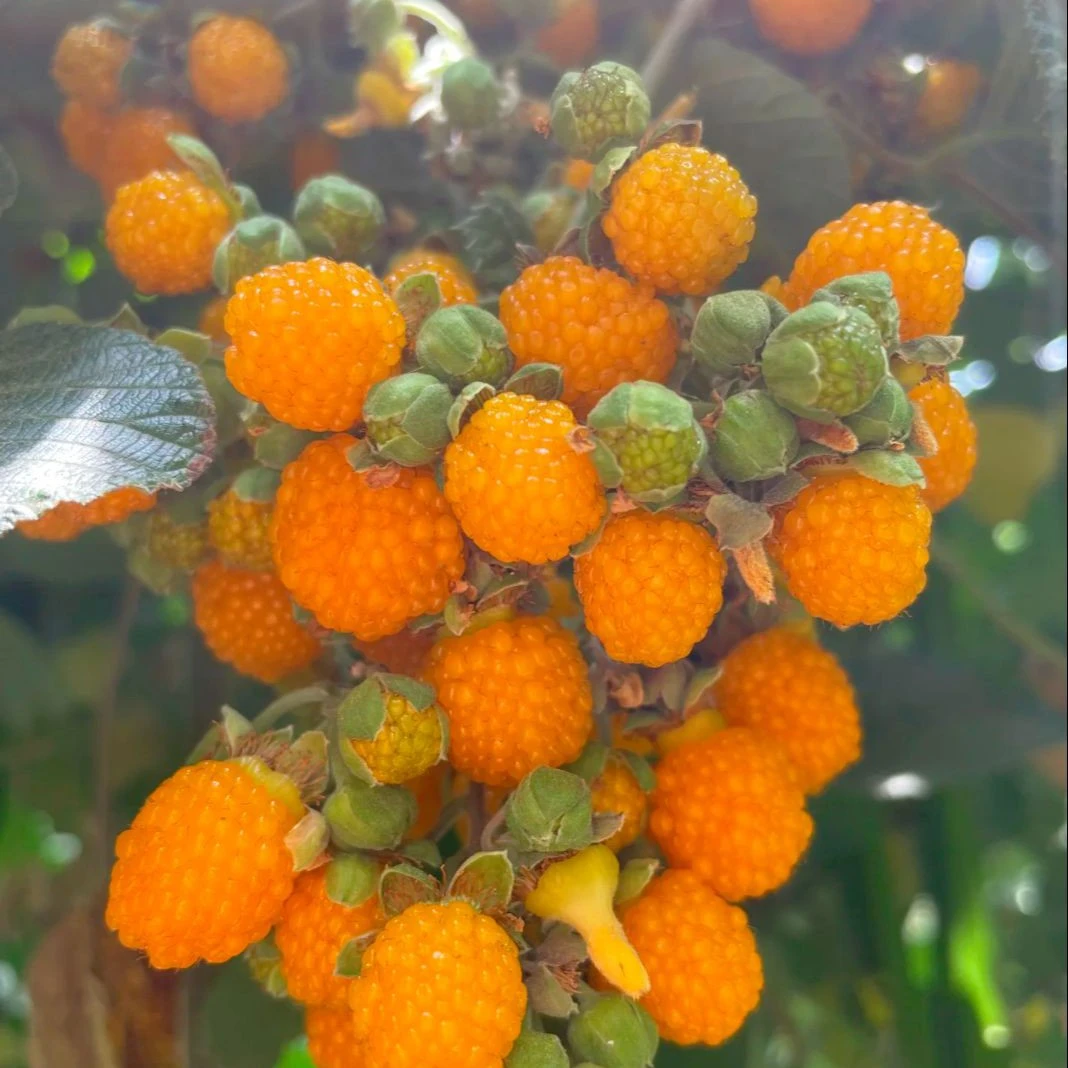 无刺黑泡黑树莓黄泡盆栽适合南方北方地栽小院种植