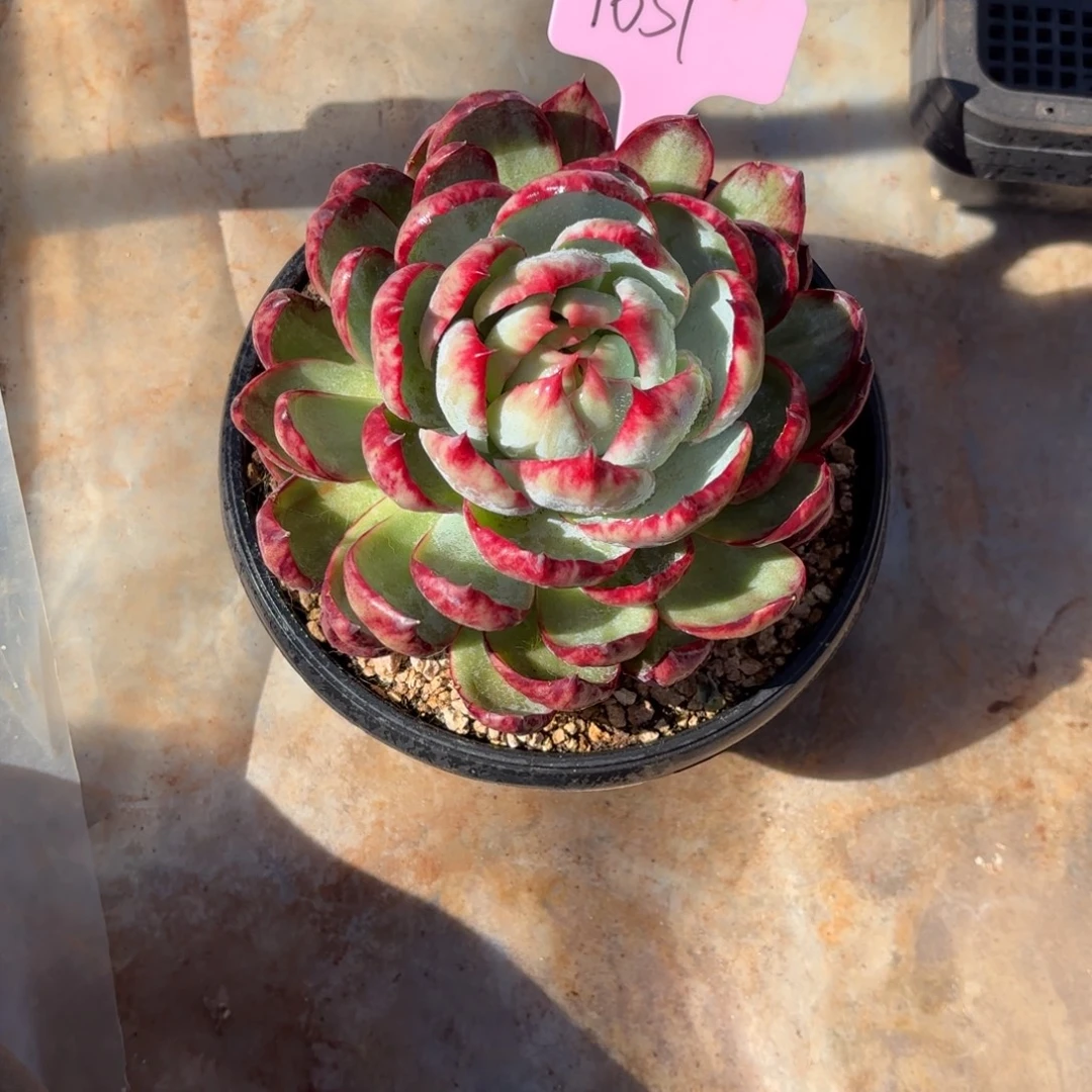 惊鸿仙子好看好看1651号