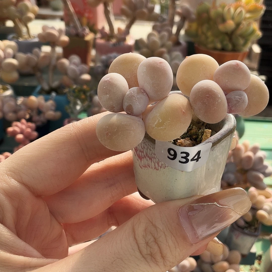 多肉植物的生长发育