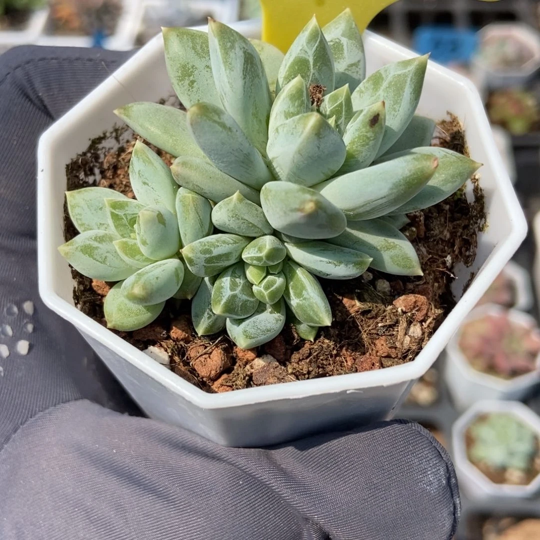 19伊丽莎白多肉植物保护