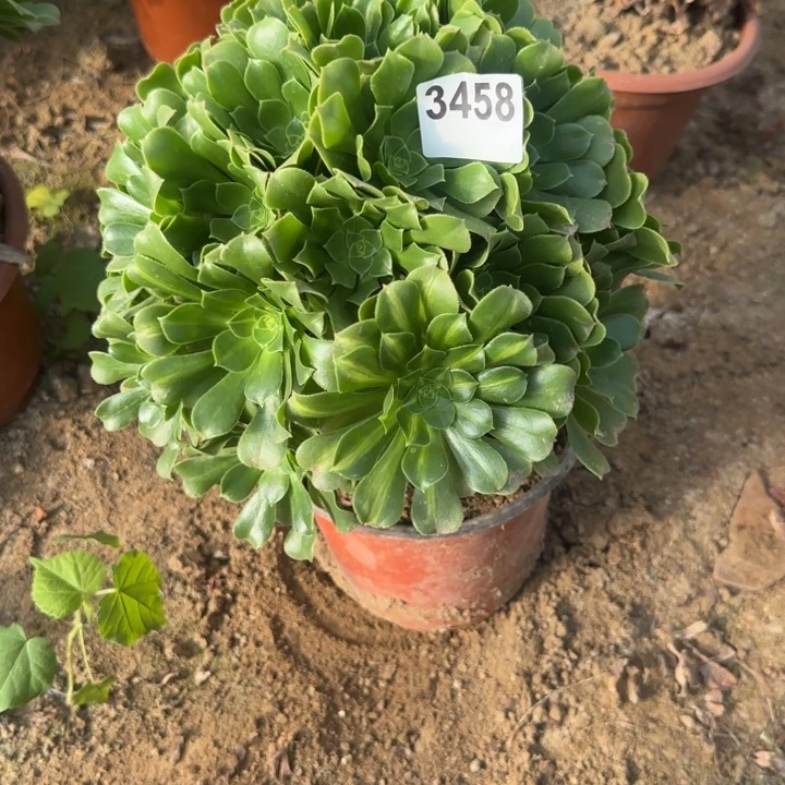 3458翡翠琉璃清棚处理不包断枝