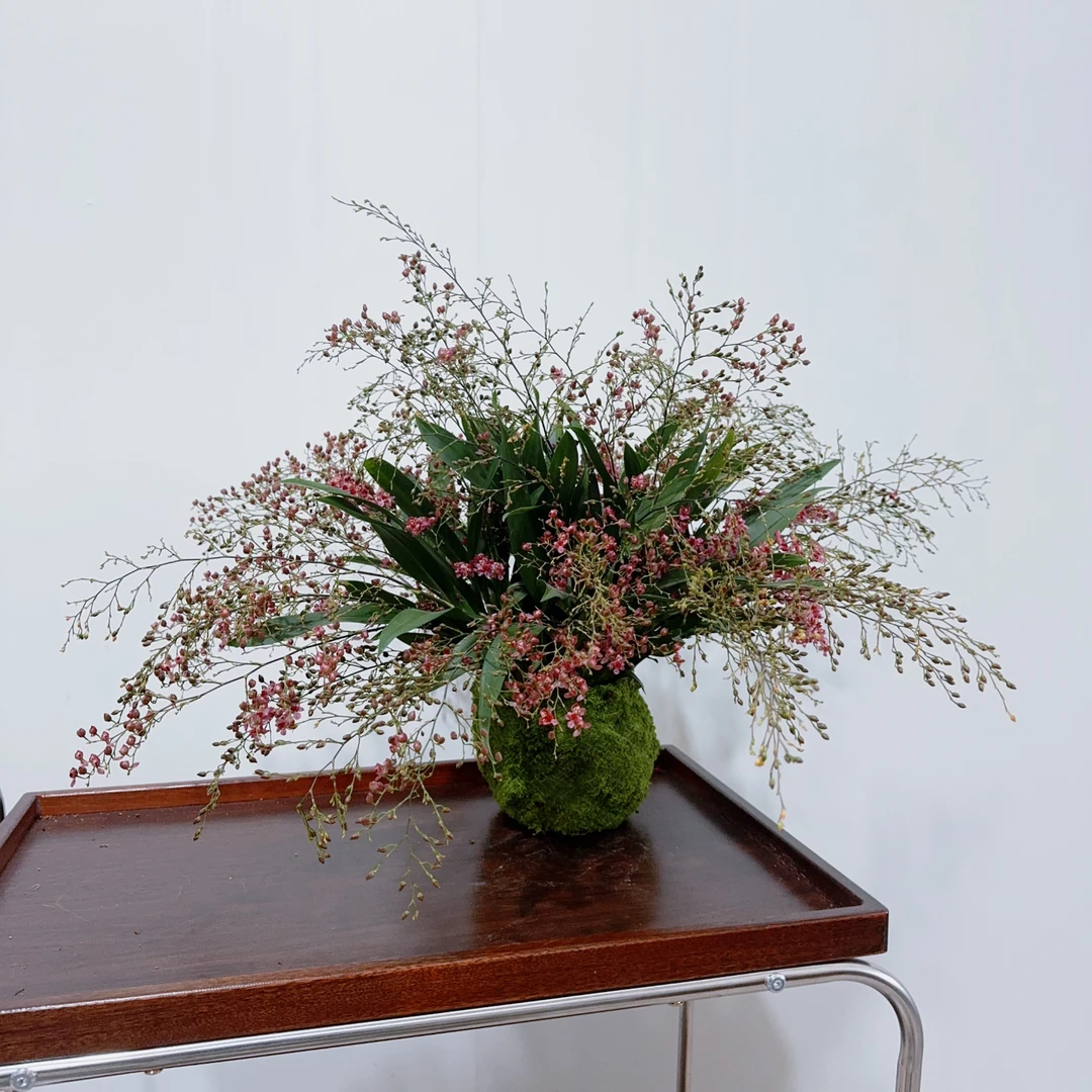 【特级鸿运梦香兰】文心兰红花带花苞室内开花花卉绿植客厅阳台好养