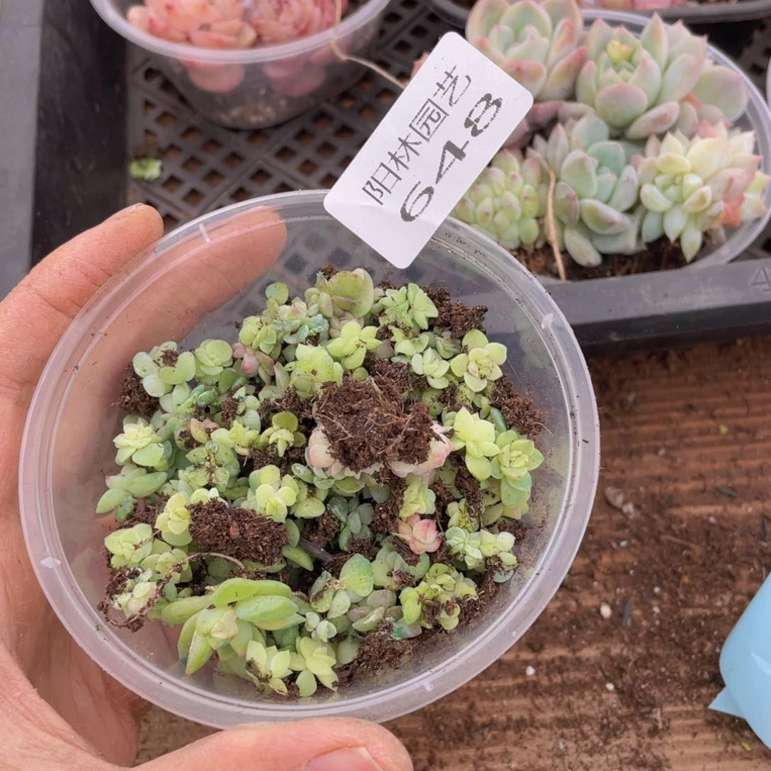 多肉植物多肉植物648