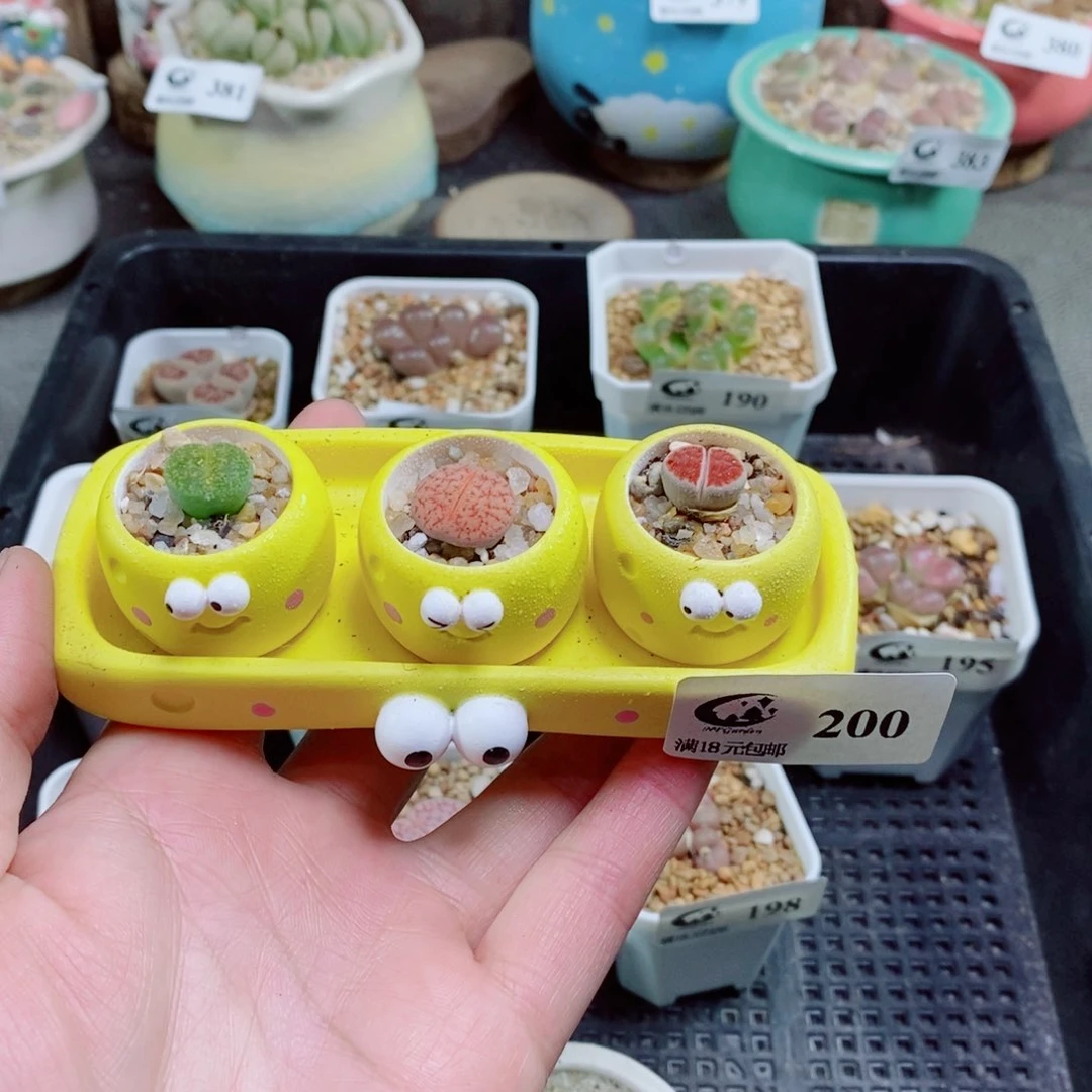 T****?生石花花花花花花200