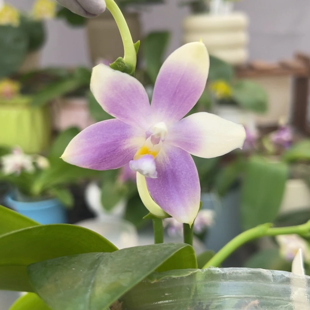 完全开放槟城荧光交珍，2.5杯开花株