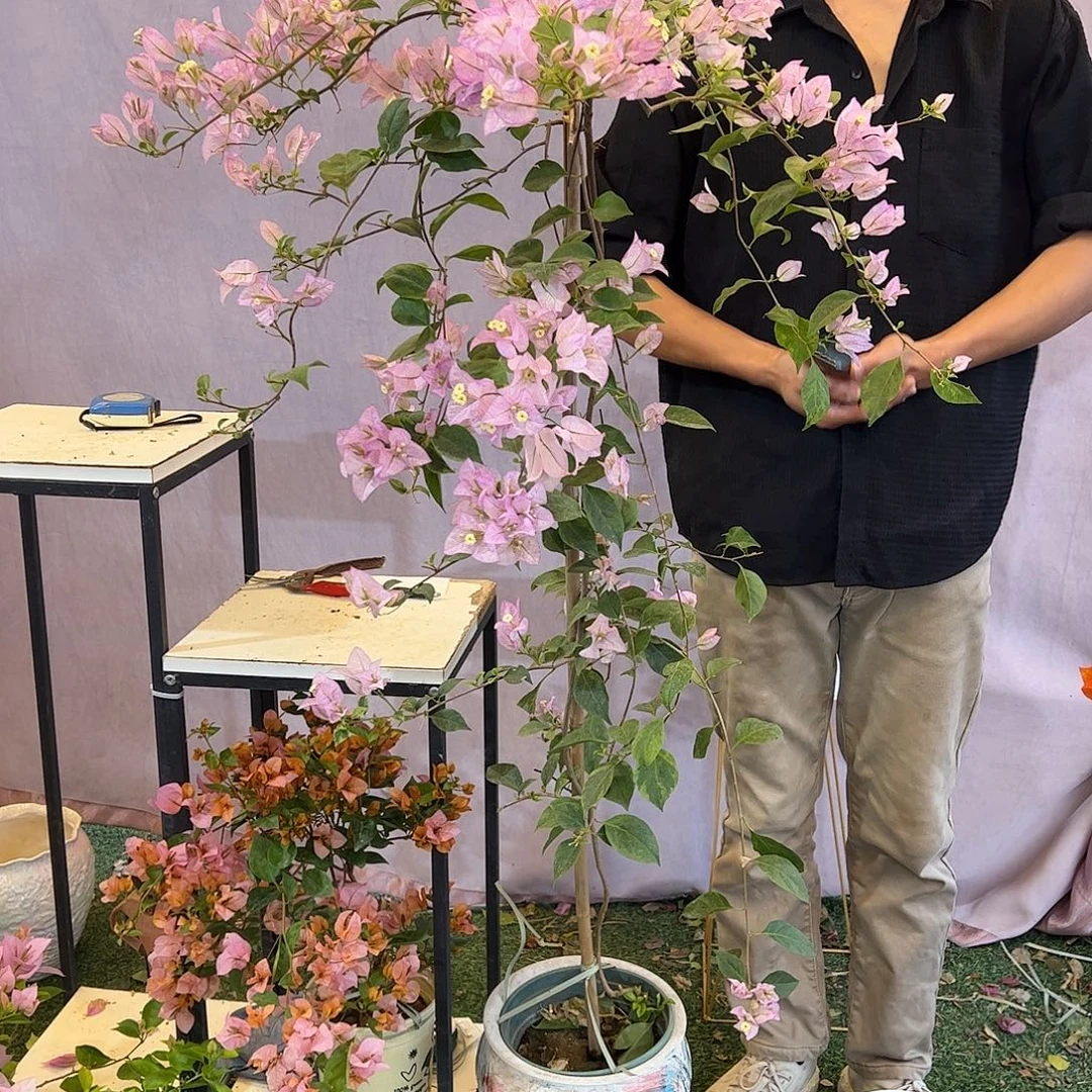 大量花朵（建议范围：8朵-15朵 或40%以上）丽娜