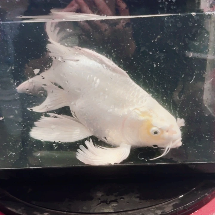 蝴蝶鲤鱼蝴蝶鲤包邮40不售后