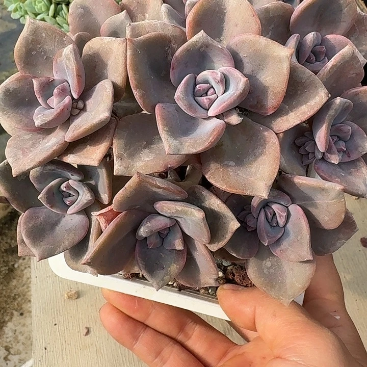 彩虹糖我多肉植物的
