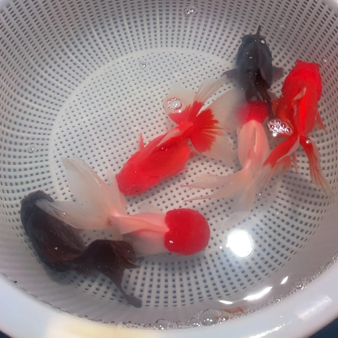 金鱼冷水观赏鱼混搭