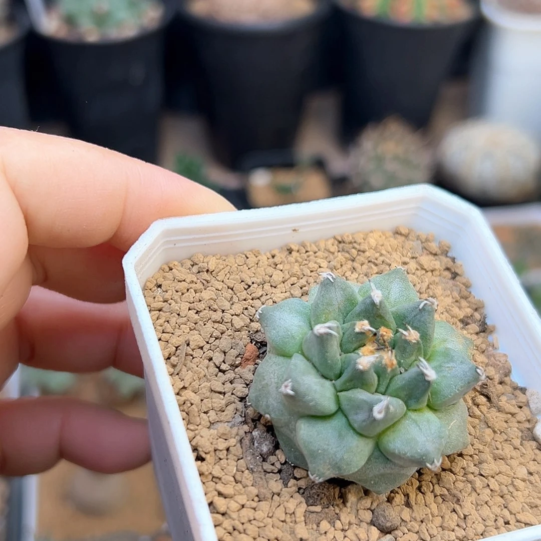 阿隆索赤花娇丽实生球3.9cm