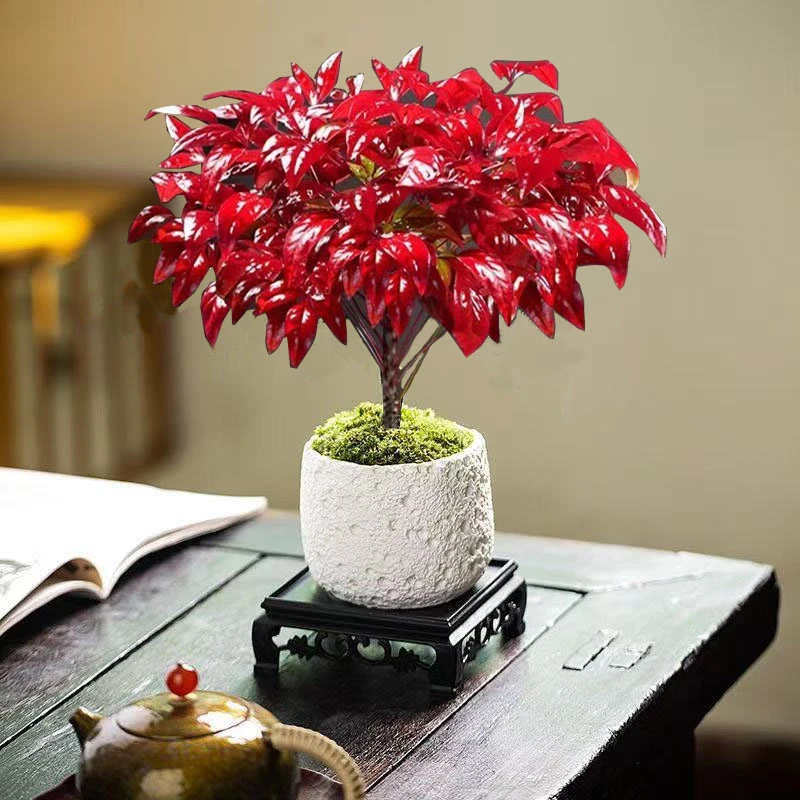 火焰南天竹观叶盆栽客厅红叶创意耐寒绿植禅意盆景桌面植物年宵