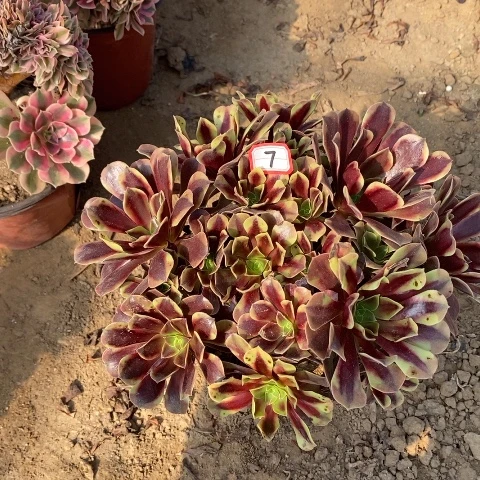 欧嘉莉丛林一物一拍