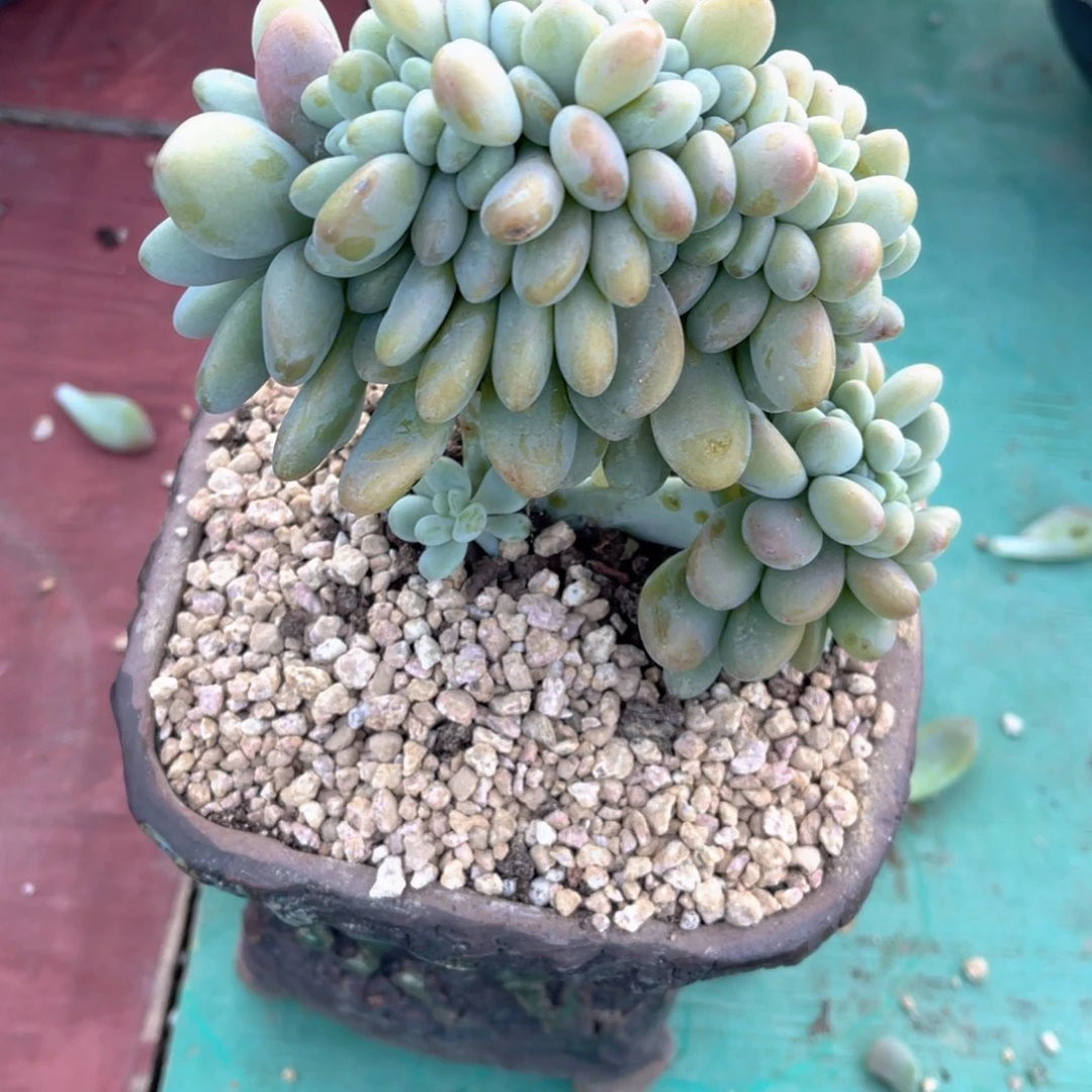 红洛神缀裸根发货