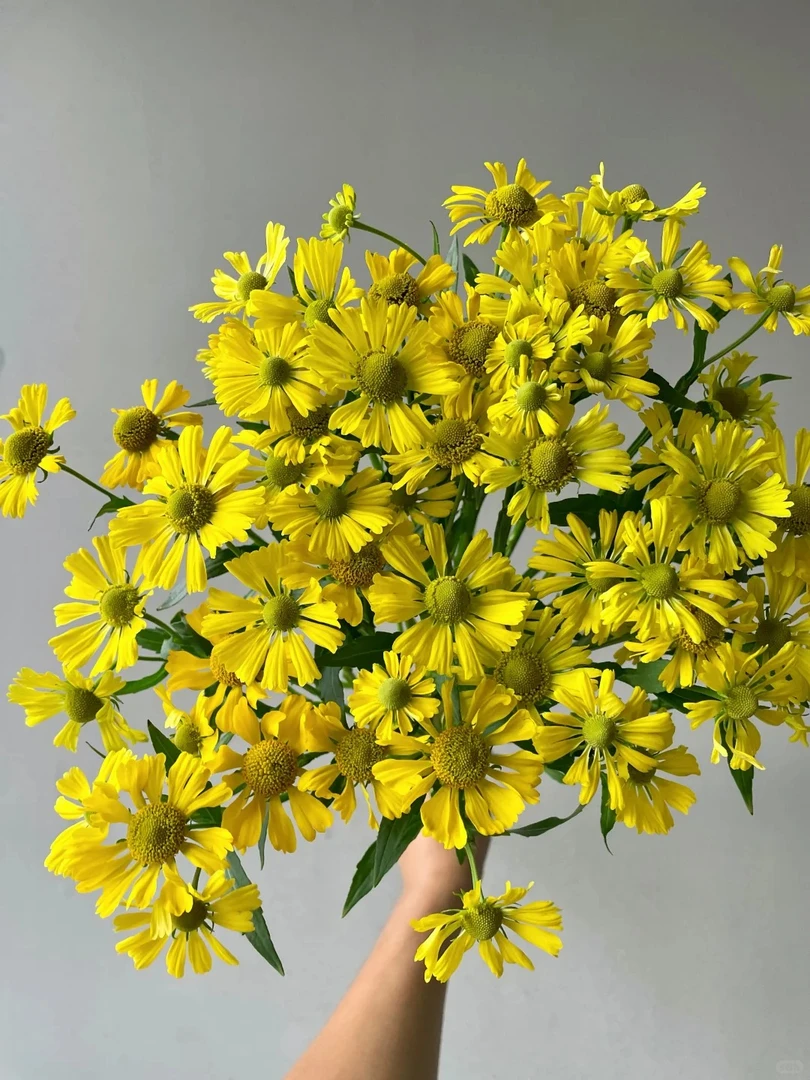 （曼曼）油画小菊2扎 20%防损   2单包邮