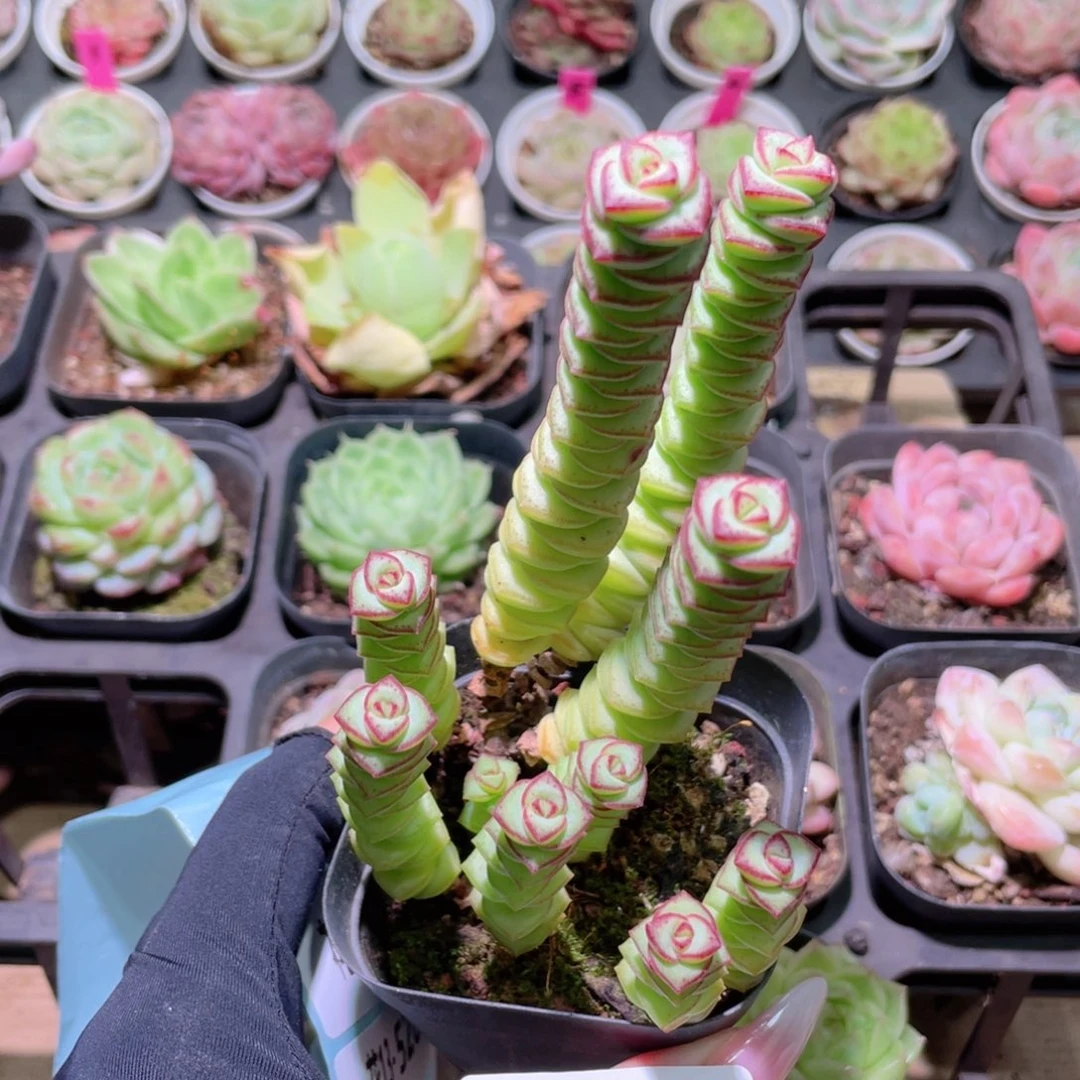 花利美13-526钱串