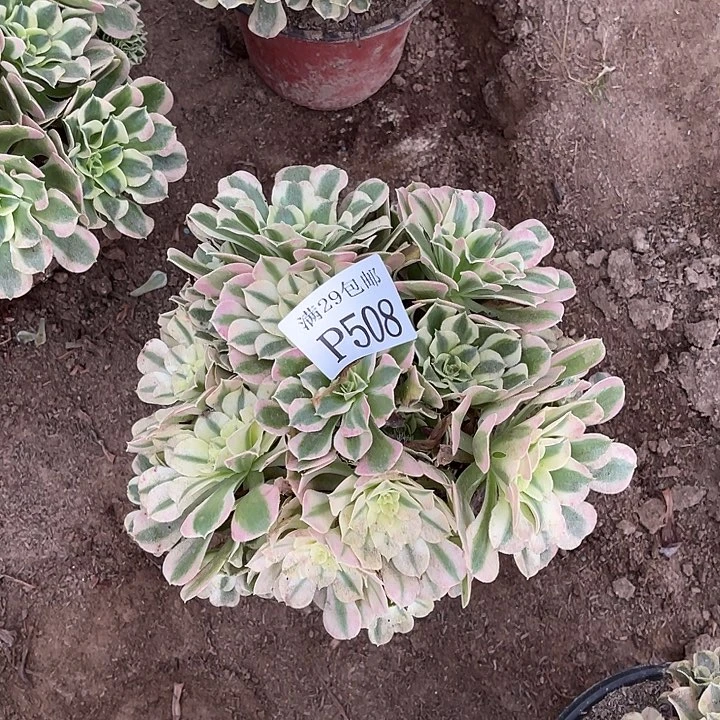 508雨化石多肉植物