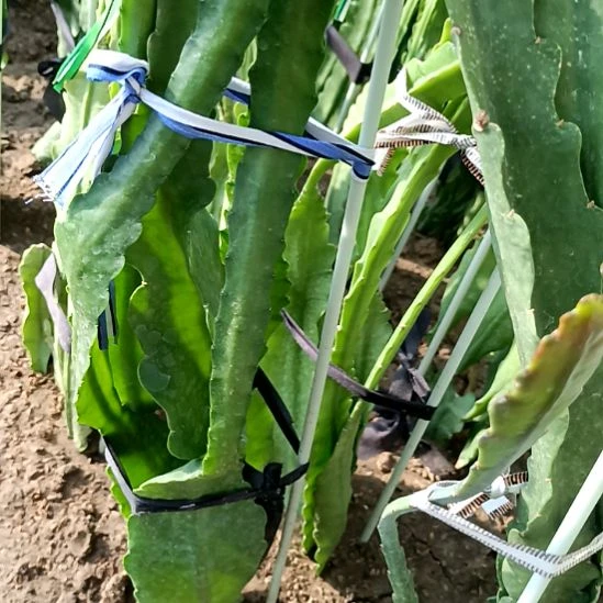 用***7完全开放令箭何花1038号