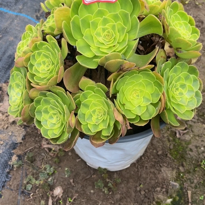 566雨荷多肉植物法师
