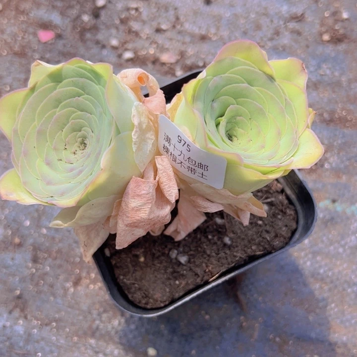 975裸根不带土发货