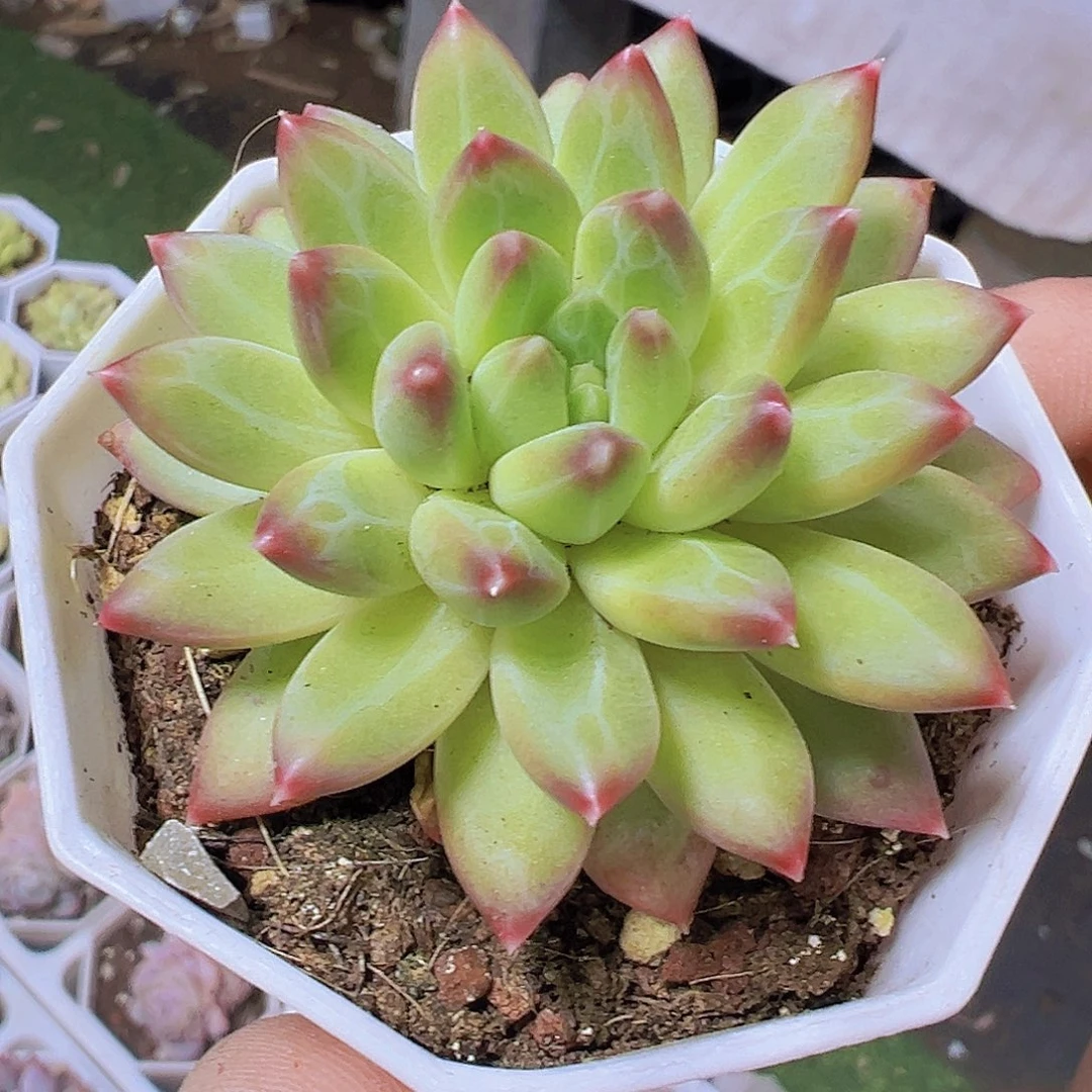 正版甲骨文19包邮多肉植物