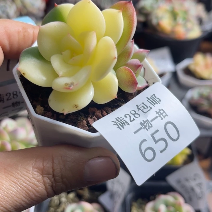 三文鱼阴阳锦多肉植物650