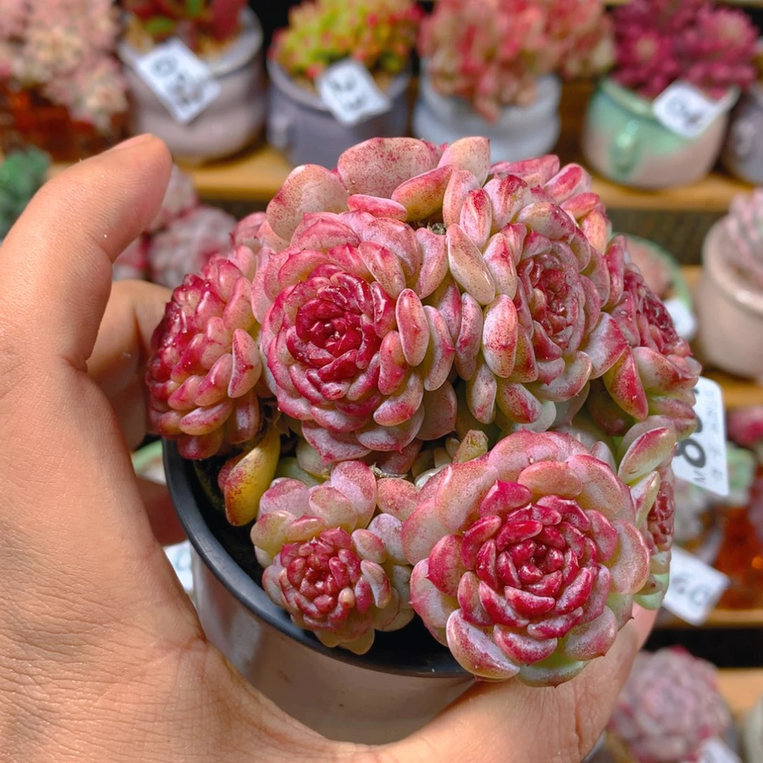 小尾巴多肉园艺5CM迷你拇指盆栽801