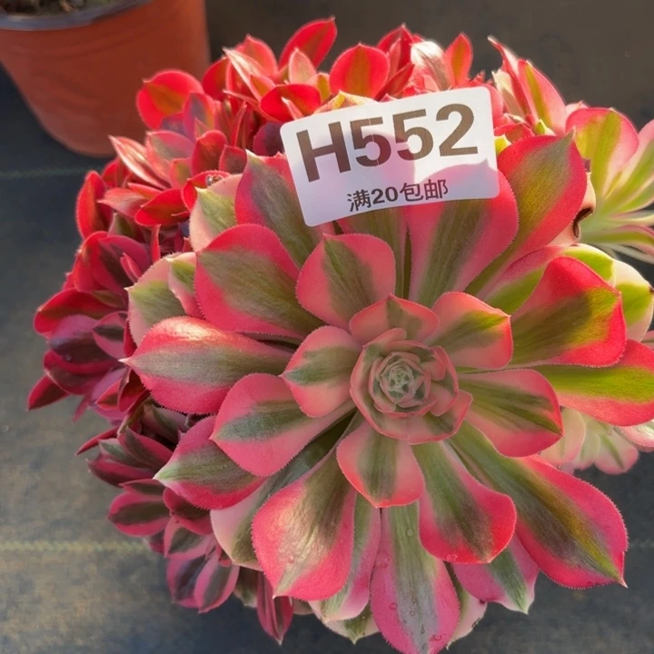 瑞妈多肉植物。552.粉女巫