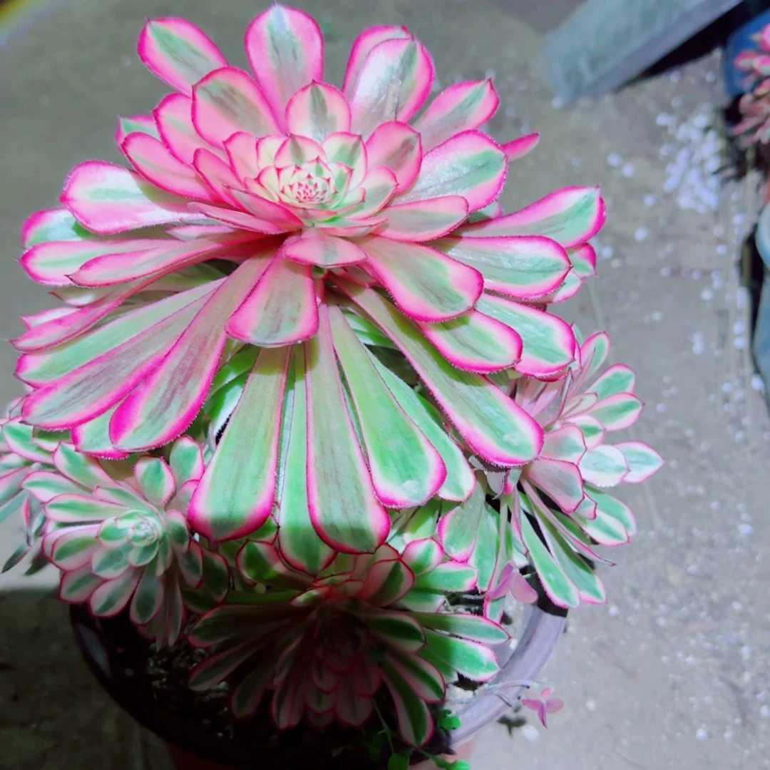 白月光法师多肉753