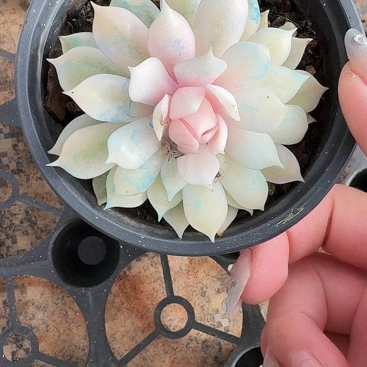 开***蓉溏心粉蝶一物一拍