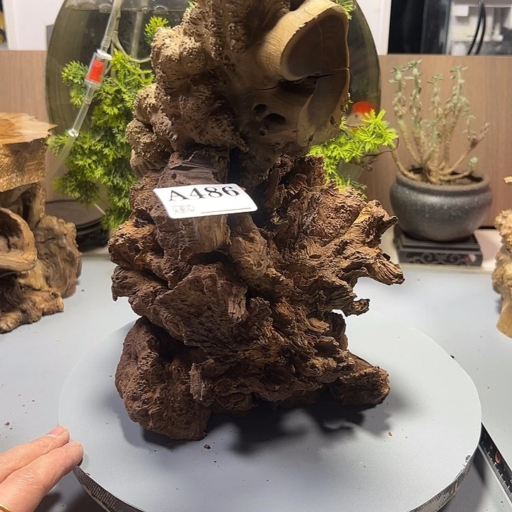 带***牛大果紫檀（缅甸花梨）