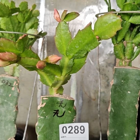 红拉丝零度之上包邮289