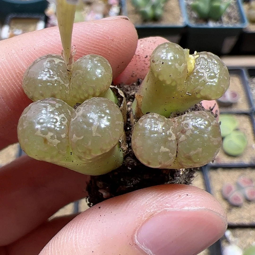 【闪购商品】395 泡泡勋章