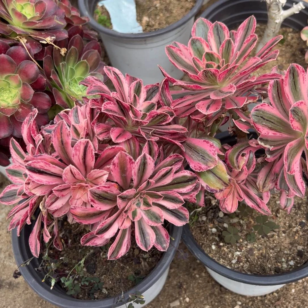 拉丝锦锦绣球多肉植物老桩