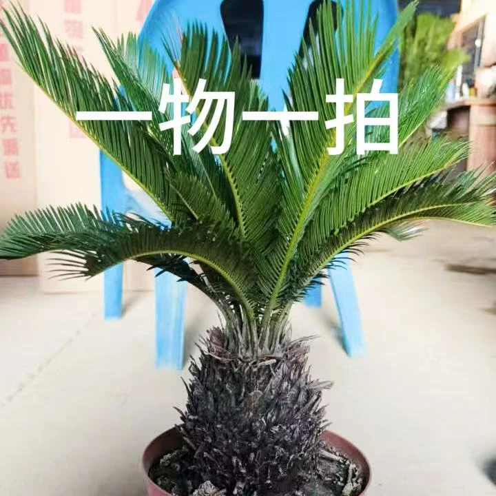 铁树一物一拍盆栽室内外办公室茶几书桌绿植耐寒庭院别墅绿化