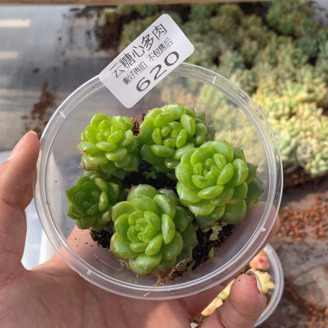 云糖心多肉植物620
